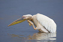 Great White Pelican (Pelecanus onocrotalus) scratching, Lake Nakuru, Lake Nakuru National Park, Kenya