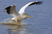 Great White Pelican (Pelecanus onocrotalus) landing, Lake Nakuru, Lake Nakuru National Park, Kenya