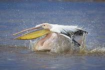 Great White Pelican (Pelecanus onocrotalus) bathing, Lake Nakuru, Lake Nakuru National Park, Kenya