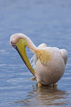 Great White Pelican (Pelecanus onocrotalus) preening, Lake Nakuru, Lake Nakuru National Park, Kenya