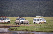 White Rhinoceros (Ceratotherium simum) pair followed by safari vans, Lake Nakuru National Park, Kenya