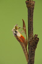 Orange Tip (Anthocharis cardamines) butterfly metamorphosis, male, Hoogeloon, Netherlands. Sequence 7 of 14