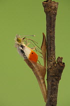 Orange Tip (Anthocharis cardamines) butterfly metamorphosis, male, Hoogeloon, Netherlands. Sequence 9 of 14