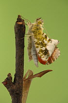Orange Tip (Anthocharis cardamines) butterfly metamorphosis, male, Hoogeloon, Netherlands. Sequence 11 of 14