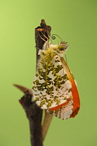 Orange Tip (Anthocharis cardamines) butterfly metamorphosis, male, Hoogeloon, Netherlands. Sequence 13 of 14