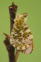 Orange Tip (Anthocharis cardamines) butterfly metamorphosis, male, Hoogeloon, Netherlands. Sequence 14 of 14