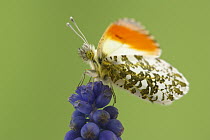 Orange Tip (Anthocharis cardamines) butterfly male on Grape Hyacinth (Muscari botryoides), Hoogeloon, Netherlands