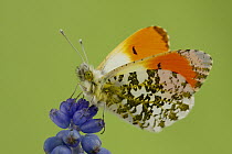 Orange Tip (Anthocharis cardamines) butterfly male on Grape Hyacinth (Muscari botryoides), Hoogeloon, Netherlands