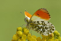 Orange Tip (Anthocharis cardamines) butterfly male on flower, Hoogeloon, Netherlands