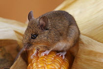Wood Mouse (Apodemus sylvaticus) on Corn (Zea sp) cob, Hoogeloon, Netherlands