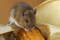 Wood Mouse (Apodemus sylvaticus) on Corn (Zea sp) cob, Hoogeloon, Netherlands