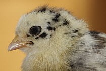Domestic Chicken (Gallus domesticus) chick, Hoogeloon, Netherlands