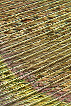 Indian Peafowl (Pavo cristatus) feather detail, Hoogeloon, Netherlands