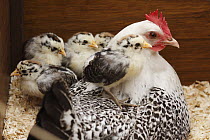 Domestic Chicken (Gallus domesticus) hen with chicks, Hoogeloon, Netherlands