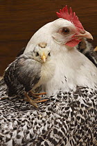 Domestic Chicken (Gallus domesticus) hen with chick, Hoogeloon, Netherlands