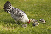 Domestic Chicken (Gallus domesticus) hen with chicks foraging, Hoogeloon, Netherlands