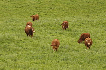 Domestic Cattle (Bos taurus) group in field, Saint-Jory-las-Bloux, France
