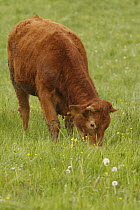 Domestic Cattle (Bos taurus) eating grass, Saint-Jory-las-Bloux, France