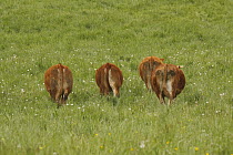 Domestic Cattle (Bos taurus) group eating grass, Saint-Jory-las-Bloux, France