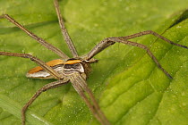 Nursery-web Spider (Pisaura mirabilis), Saint-Jory-las-Bloux, France