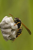 Paper Wasp (Polistes bischoffi) building a nest, Saint-Jory-las-Bloux, France