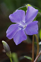 Lesser Periwinkle (Vinca minor) flower, Netherlands