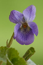 Sweet Violet (Viola odorata) flower, Hoogeloon, Netherlands