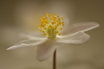 Wood Anemone (Anemone nemorosa) flower, Hoogeloon, Netherlands