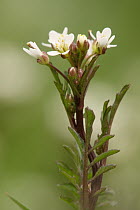 Hairy Bittercress (Cardamine hirsuta) flowering, Hoogeloon, Netherlands