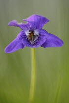 Common Dog-violet (Viola riviniana) flower, Saint-Jory-las-Bloux, France