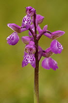 Green-winged Orchid (Orchis morio) flowering, Saint-Jory-las-Bloux, France