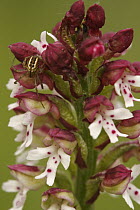 Burnt Orchid (Neotinea ustulata) flowers with spider, Saint-Jory-las-Bloux, France