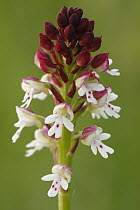 Burnt Orchid (Neotinea ustulata), Saint-Jory-las-Bloux, France