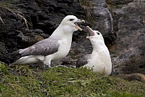 Northern Fulmar (Fulmarus glacialis) pair squabbling on sea cliff, Northumberland, England