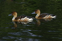 Fulvous Whistling Duck (Dendrocygna bicolor) pair, Northumberland, England