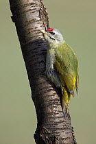 Grey-headed Woodpecker (Picus canus) male, Germany
