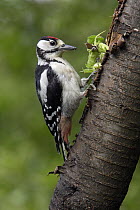 Great Spotted Woodpecker (Dendrocopos major) juvenile feeding on hazelnuts, Germany