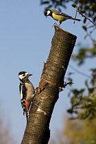 Great Spotted Woodpecker (Dendrocopos major) and Great Tit (Parus major) searching for food, Germany
