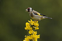 European Goldfinch (Carduelis carduelis) calling in the rain, Northumberland, England
