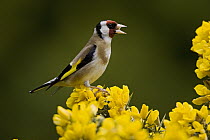 European Goldfinch (Carduelis carduelis) calling, Northumberland, England