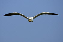 Great Black-backed Gull (Larus marinus) calling while flying, Texel, Netherlands