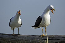 Great Black-backed Gull (Larus marinus) pair displaying on fence, Texel, Netherlands