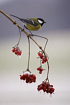 Great Tit (Parus major) with berries, Germany