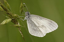 Wood White (Leptidea sinapis) butterfly