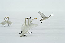 Whooper Swan (Cygnus cygnus) courting in frozen wintering areas of Hokkaido, Japan