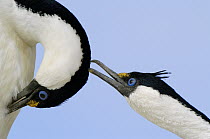 Blue-eyed Cormorant (Phalacrocorax atriceps) pair courting, Antarctica