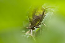 Leaf-mimic Katydid (Microcentrum triangulatum) male, Costa Rica