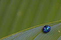 Leaf Beetle (Chrysomelidae) on leaf, Costa Rica