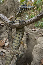 Nile Monitor (Varanus niloticus) juvenile climbing on branch, Africa
