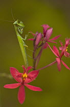 Praying Mantis (Mantis sp) on an Orchid, Madagascar